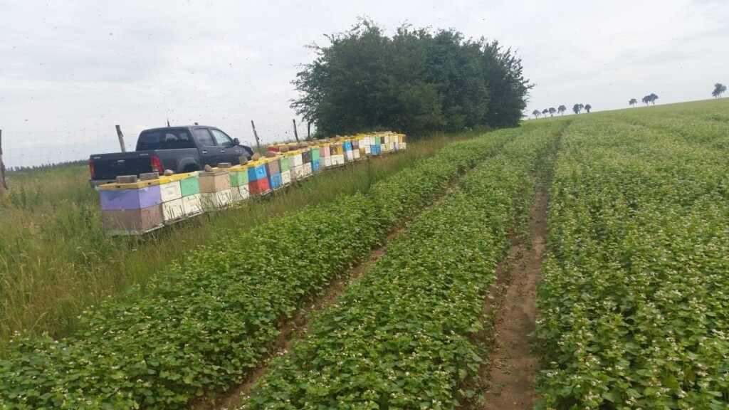 Kolorowe ule pasieki wędrownej ustawione na przyczepie przy polu uprawnym na Mazurach w okolicach Nidzicy.