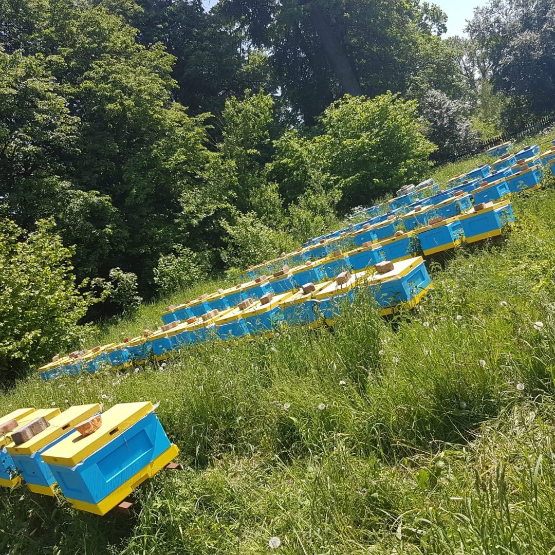 Widok na liczne niebiesko-żółte ule ustawione w rzędach na zielonej, trawiastej polanie w otoczeniu gęstych drzew.